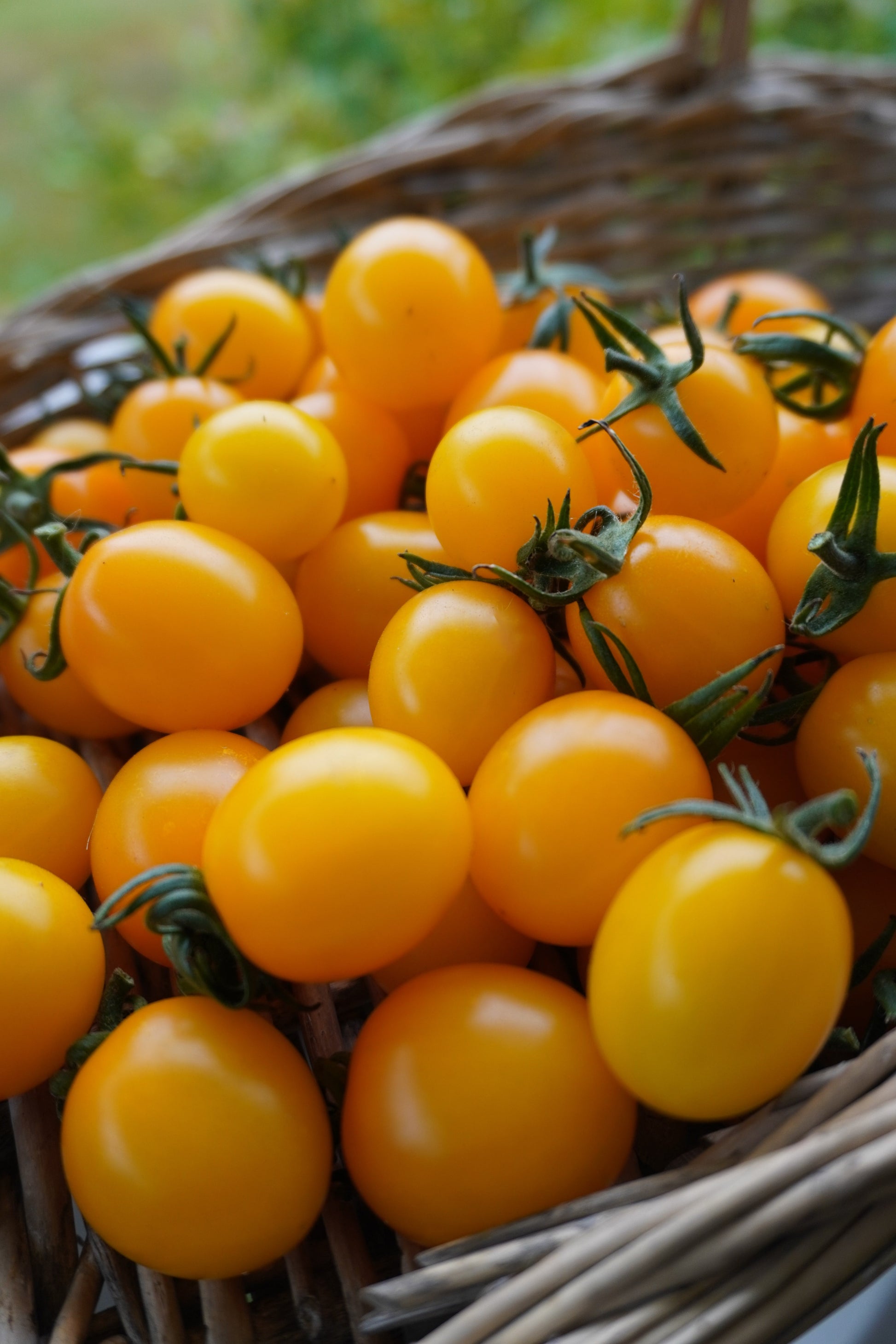 Sizzling Yellow Cherry Tomatoes – High-Yield Indeterminate Variety for Delicious Home Gardens 1