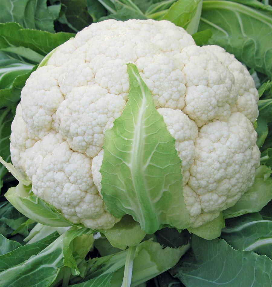 Skywalker Organic Cauliflower Seeds – Cold Tolerant Hybrid For Thriving North American Gardens 0