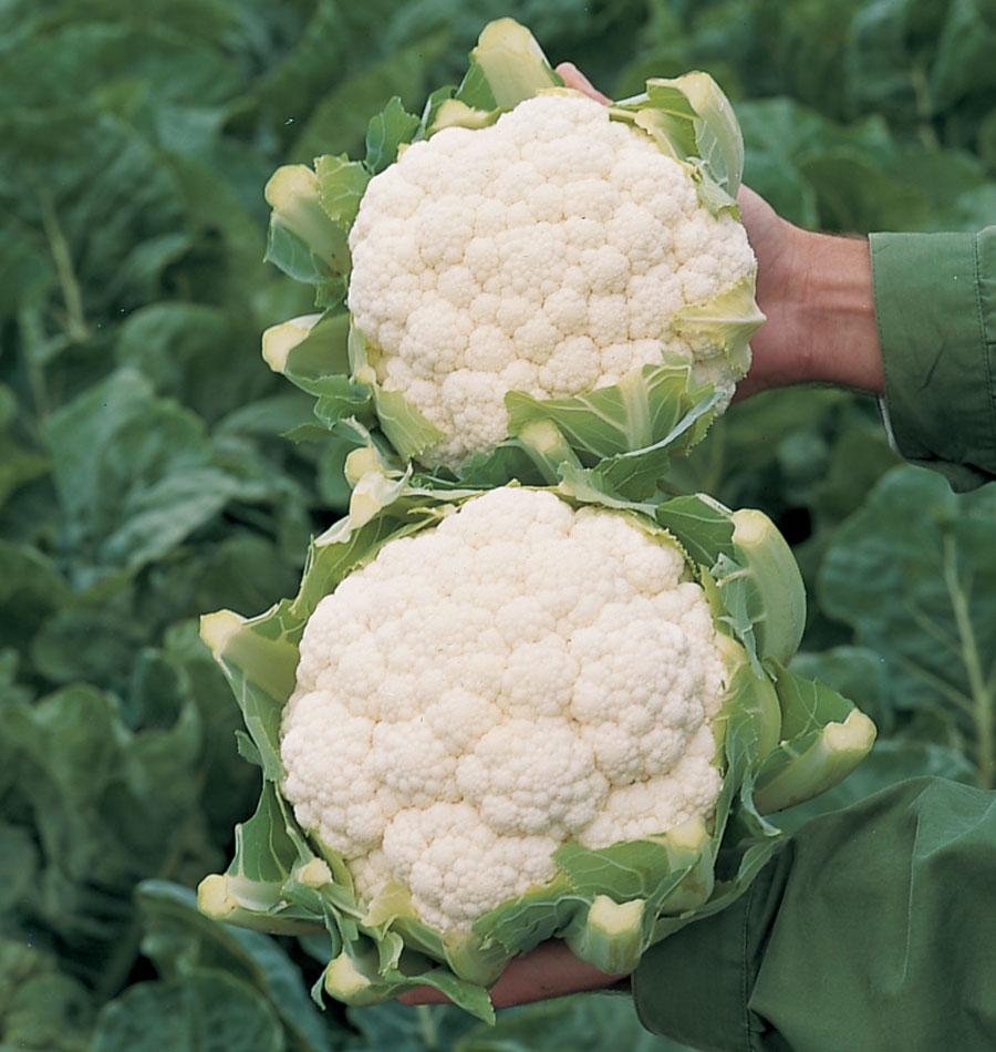Skywalker Organic Cauliflower Seeds – Cold Tolerant Hybrid For Thriving North American Gardens 1
