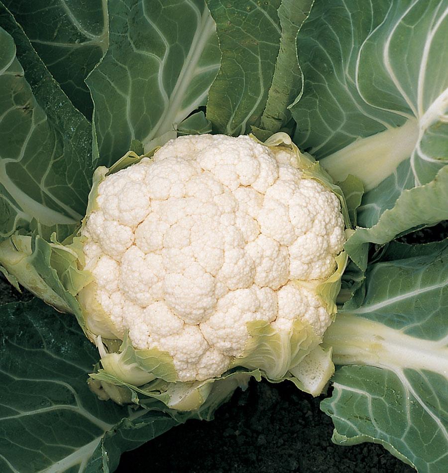 Skywalker Organic Cauliflower Seeds – Cold Tolerant Hybrid For Thriving North American Gardens 2