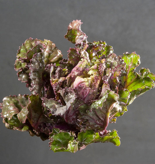 Sleek Kalettes Unique Hybrid Vegetable – Sweet Mild Flavor Perfect for Stir-Frying and Roasting 0
