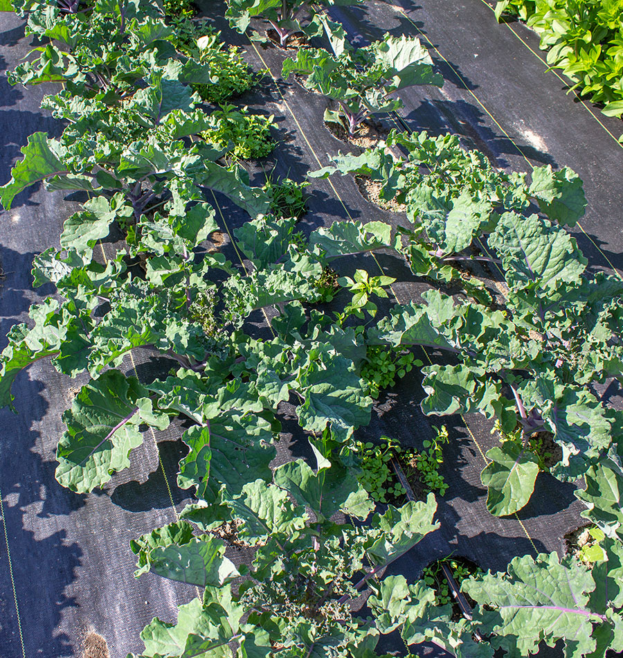 Sleek Kalettes Unique Hybrid Vegetable – Sweet Mild Flavor Perfect for Stir-Frying and Roasting 1