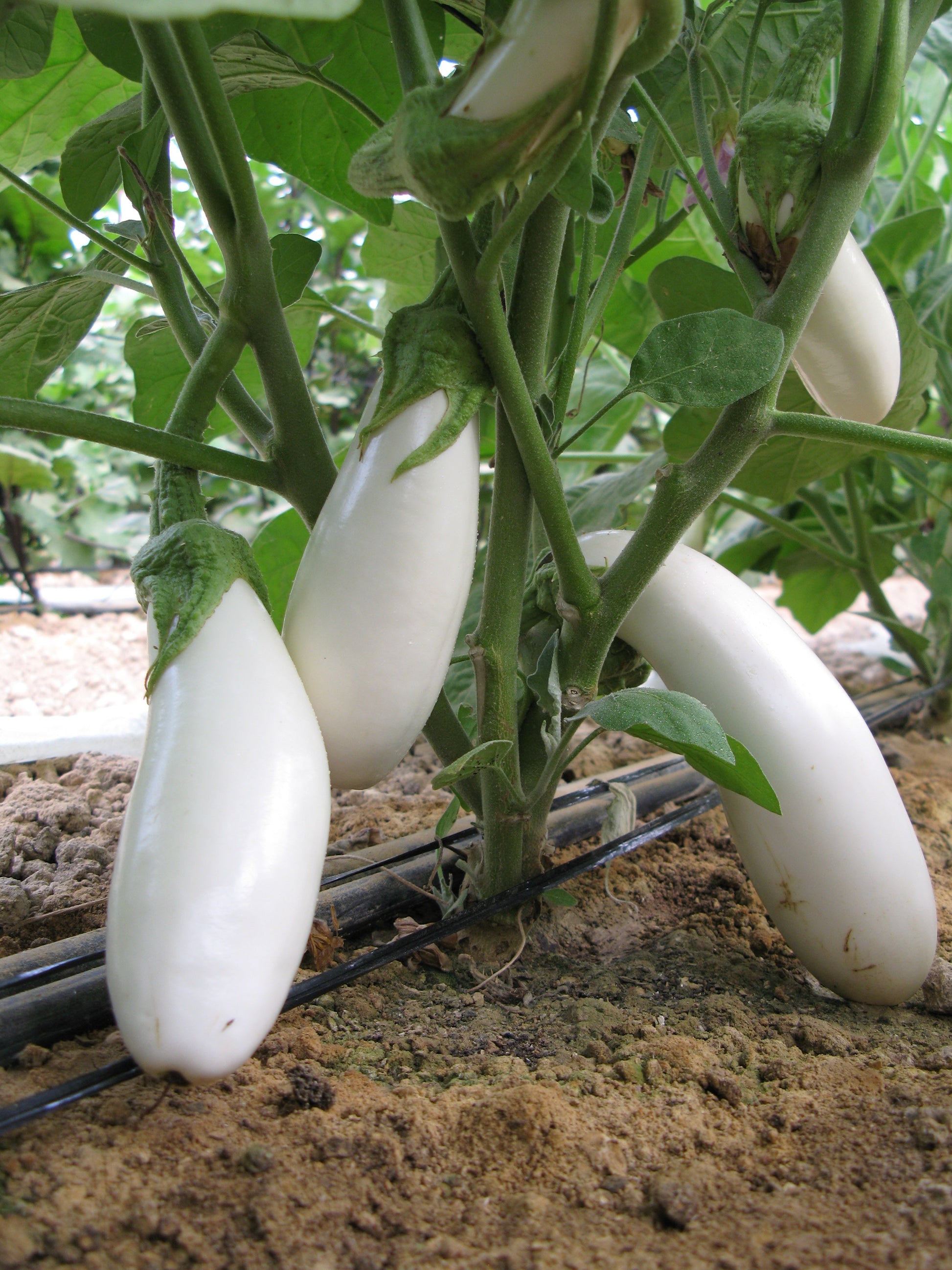 Snowy White Eggplant Plant – Vigorous Variety With Sweet, Firm Fruits Ideal For Short Season Growers 0