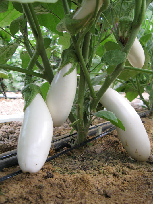 Snowy White Eggplant Plant – Vigorous Variety With Sweet, Firm Fruits Ideal For Short Season Growers 0