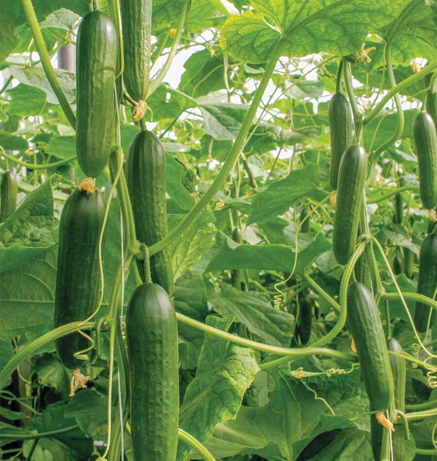 Socrates Organic Cucumber Seeds – Ideal For Cool Conditions – High Yield, Disease Resistant & Seedless Fruit Production 0