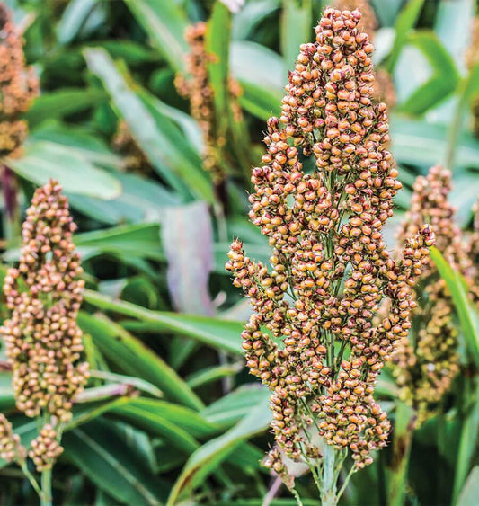 Sophie Ornamental Grass Broom – Huge Seed Heads for Stunning Fall Decor 0