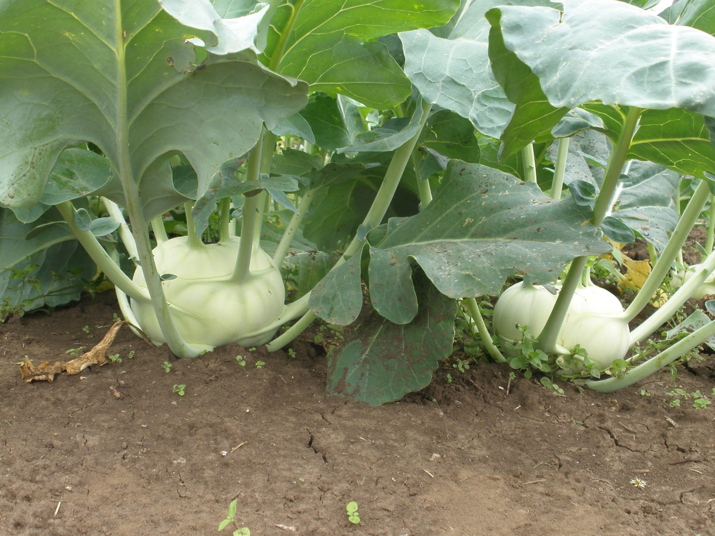 Sparta Gardeners' Kohlrabi – Crunchy Texture and Sweet Flavor 0