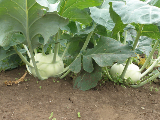 Sparta Gardeners' Kohlrabi – Crunchy Texture and Sweet Flavor 0