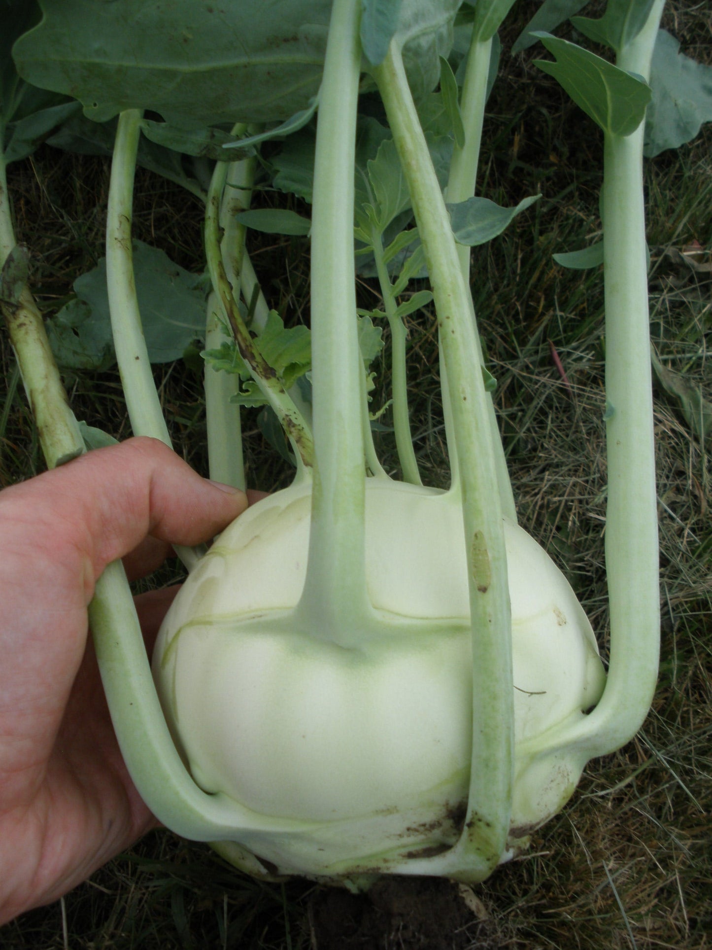 Sparta Gardeners' Kohlrabi – Crunchy Texture and Sweet Flavor 1