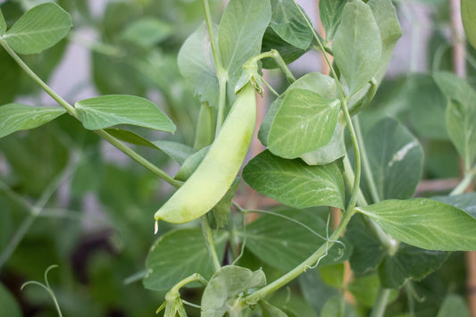 Sugar Ann Organic Peas – Ideal for Small Gardens – Early Harvest with Plump Pods 0