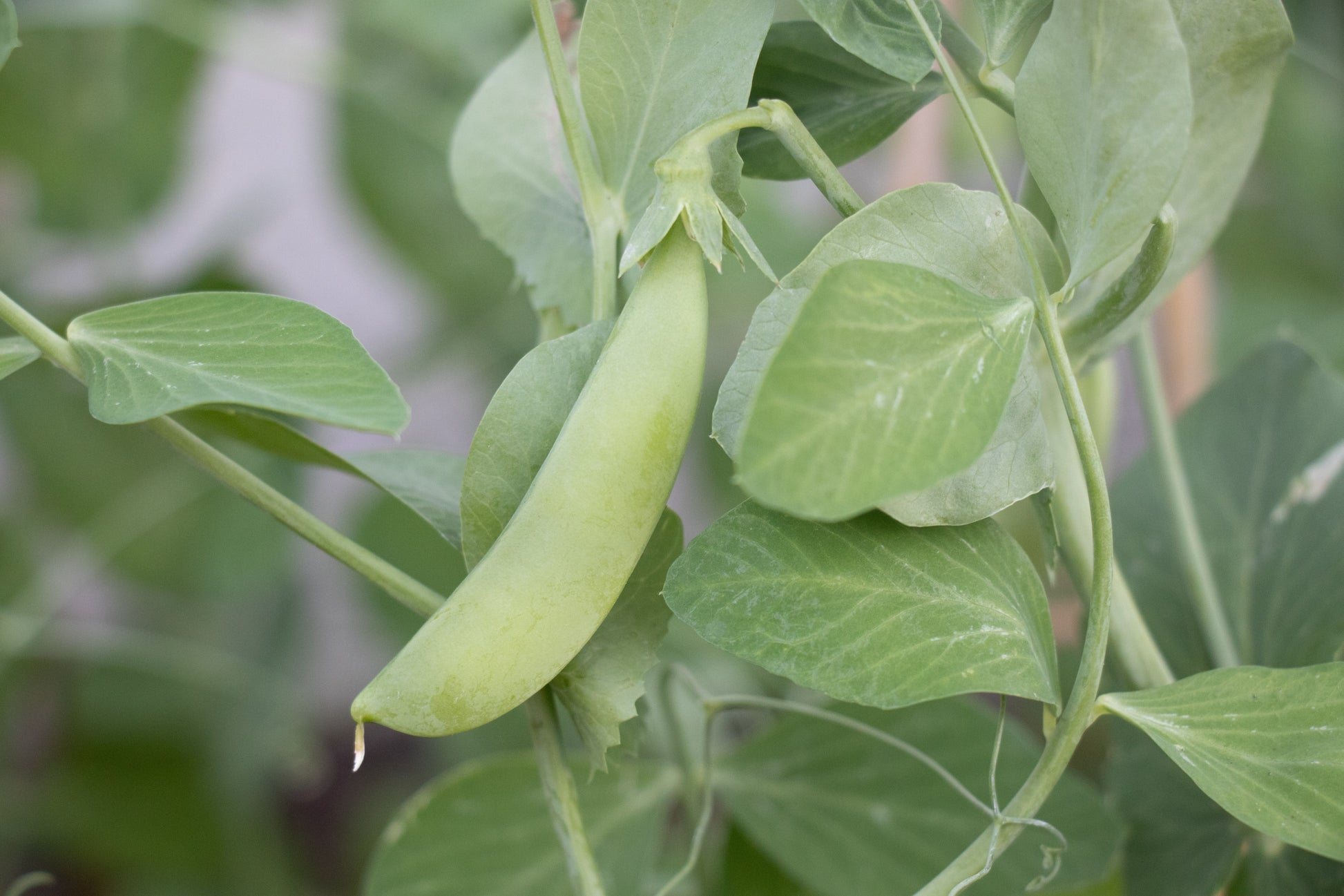 Sugar Ann Organic Peas – Ideal for Small Gardens – Early Harvest with Plump Pods 1