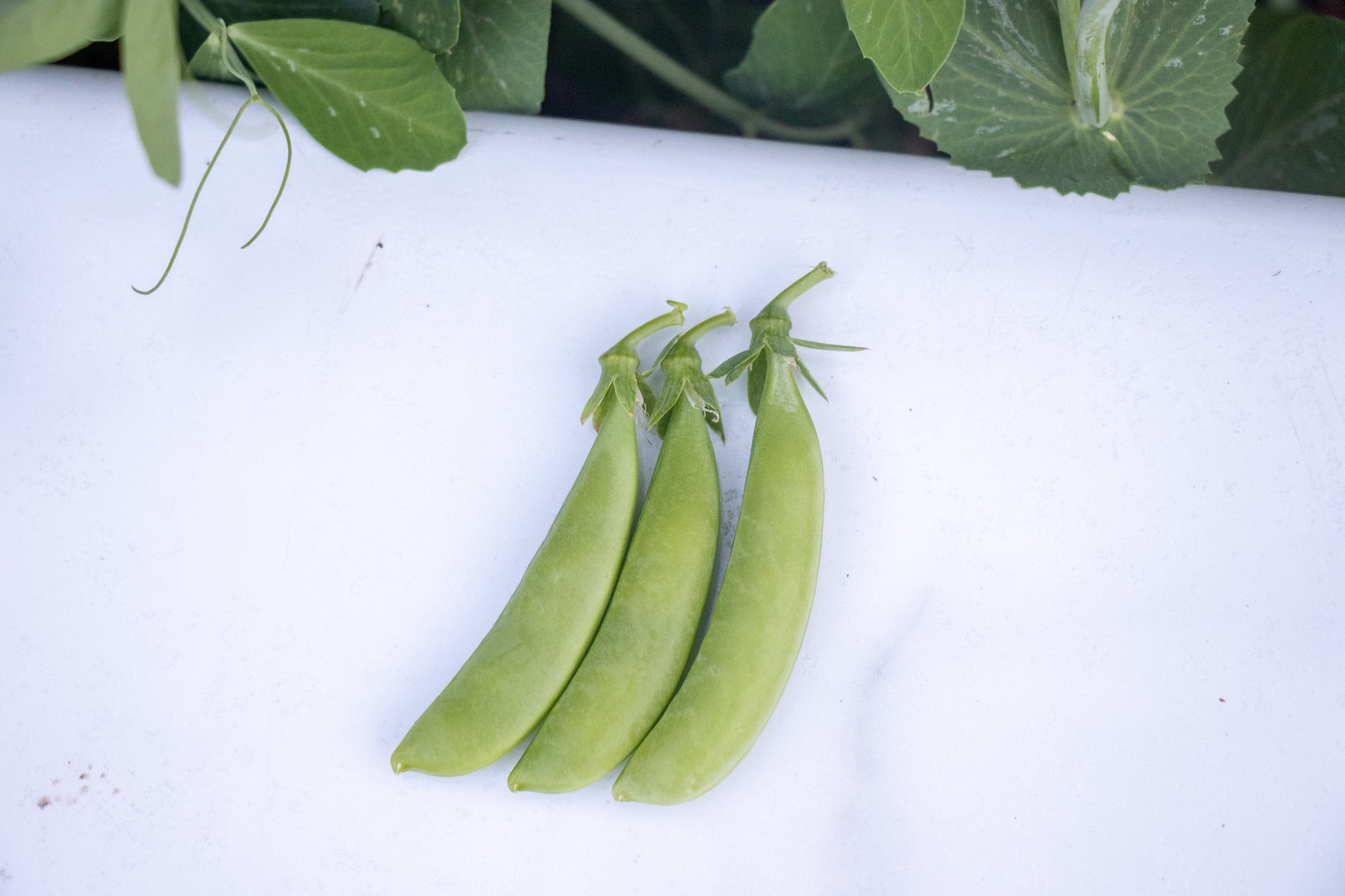 Sugar Ann Organic Peas – Ideal for Small Gardens – Early Harvest with Plump Pods 2