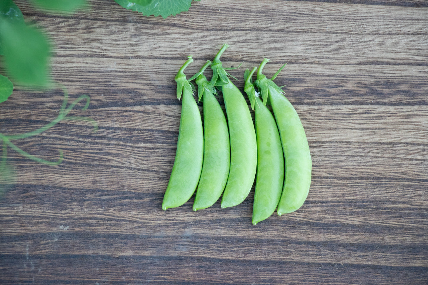 Sugar Ann Organic Peas – Ideal for Small Gardens – Early Harvest with Plump Pods 3