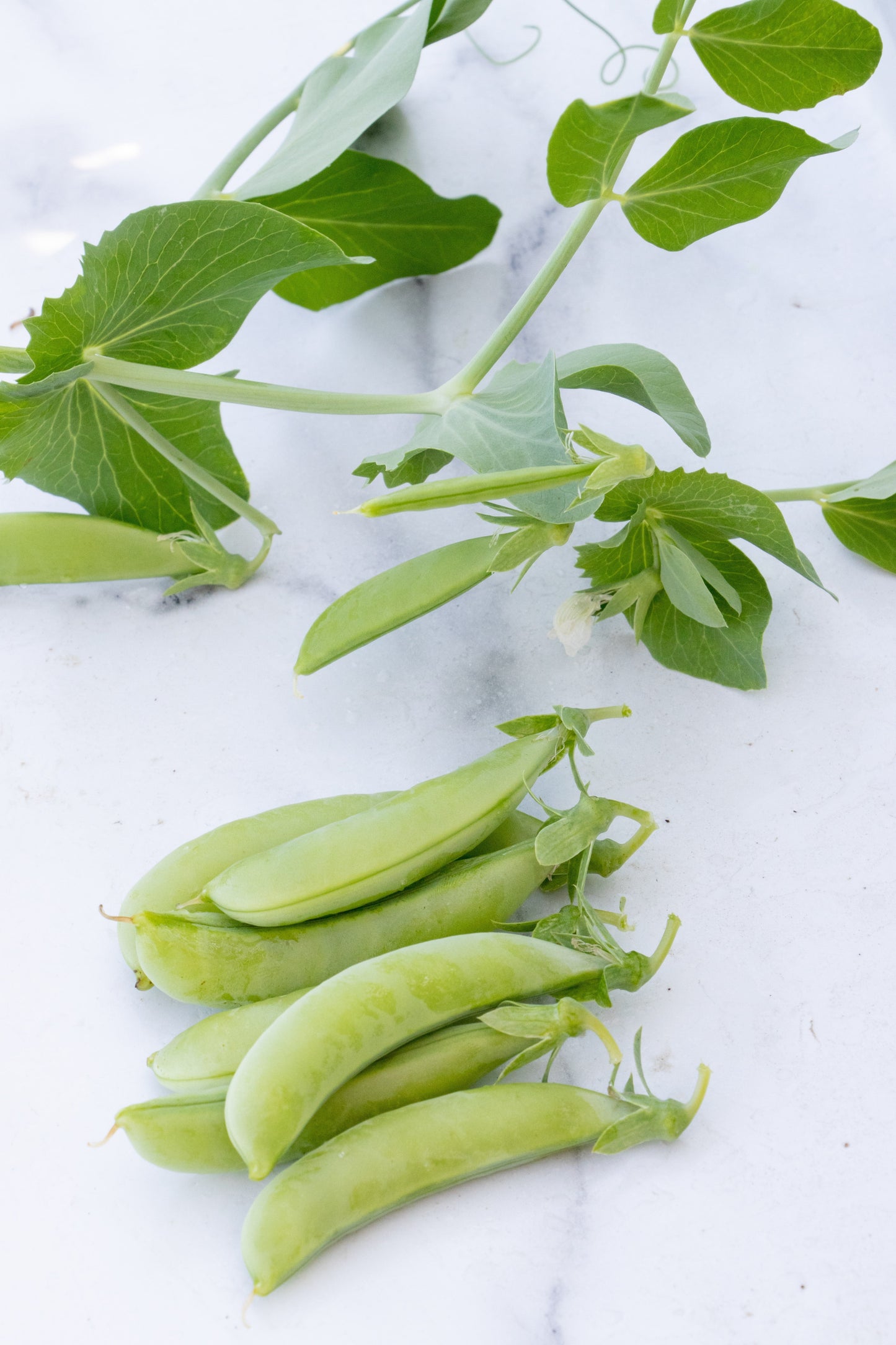 Sugar Ann Organic Peas – Ideal for Small Gardens – Early Harvest with Plump Pods 4