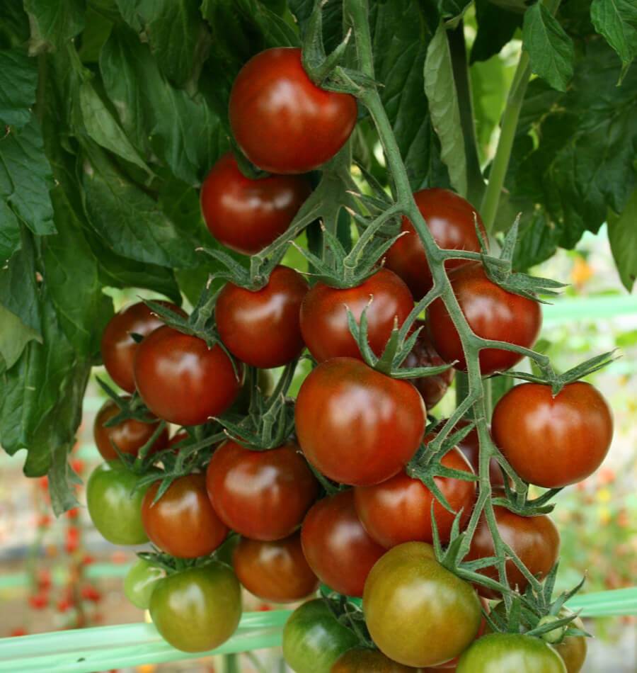 Sunchocola Cherry Tomato Gardeners Organic Vegetable – Sweet Smoky Flavor High Yield 0