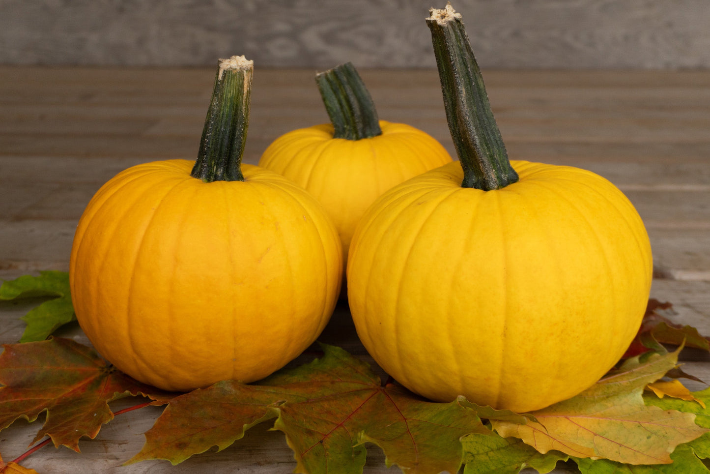 Sunlight Gardeners Yellow Pumpkin – Vibrant Color with Powdery Mildew Resistance for Beautiful Garden Displays 0