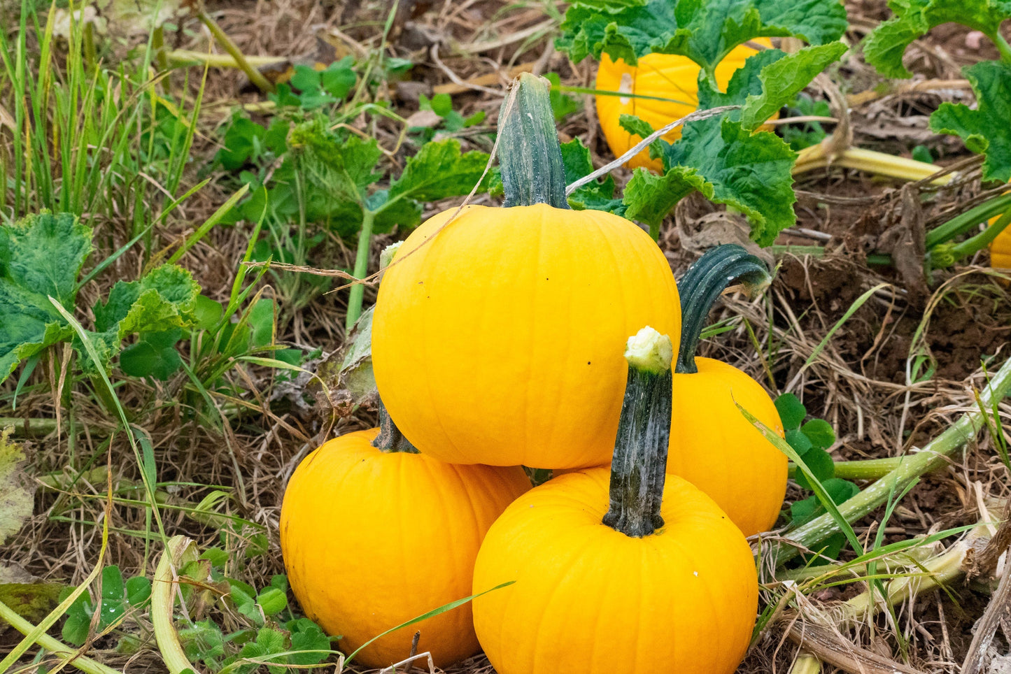 Sunlight Gardeners Yellow Pumpkin – Vibrant Color with Powdery Mildew Resistance for Beautiful Garden Displays 1