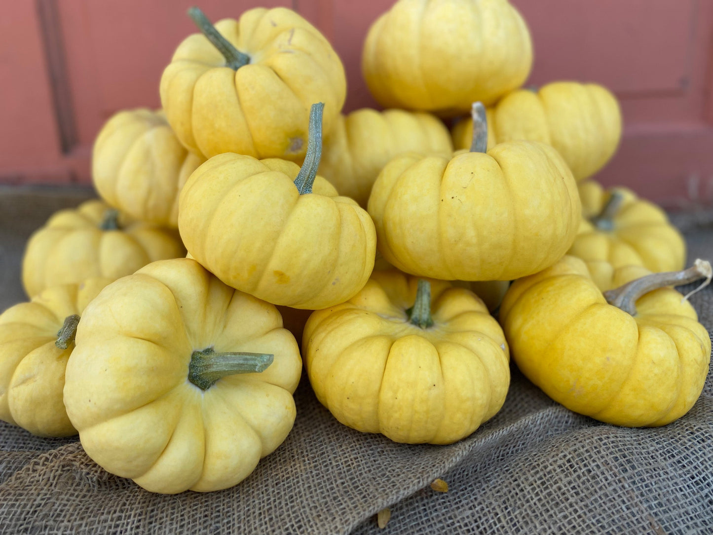 Sunshine Gardening Enthusiasts Mini Pumpkins – Charming Yellow Decorative Fruit For Easy Growth 0