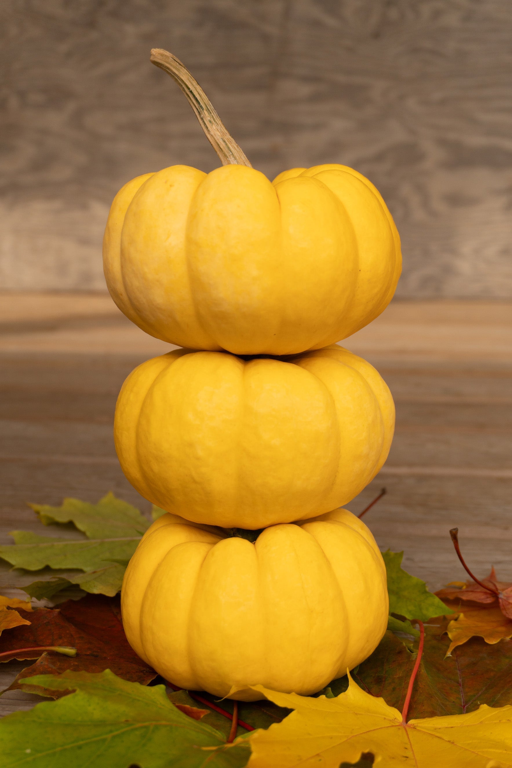 Sunshine Gardening Enthusiasts Mini Pumpkins – Charming Yellow Decorative Fruit For Easy Growth 1