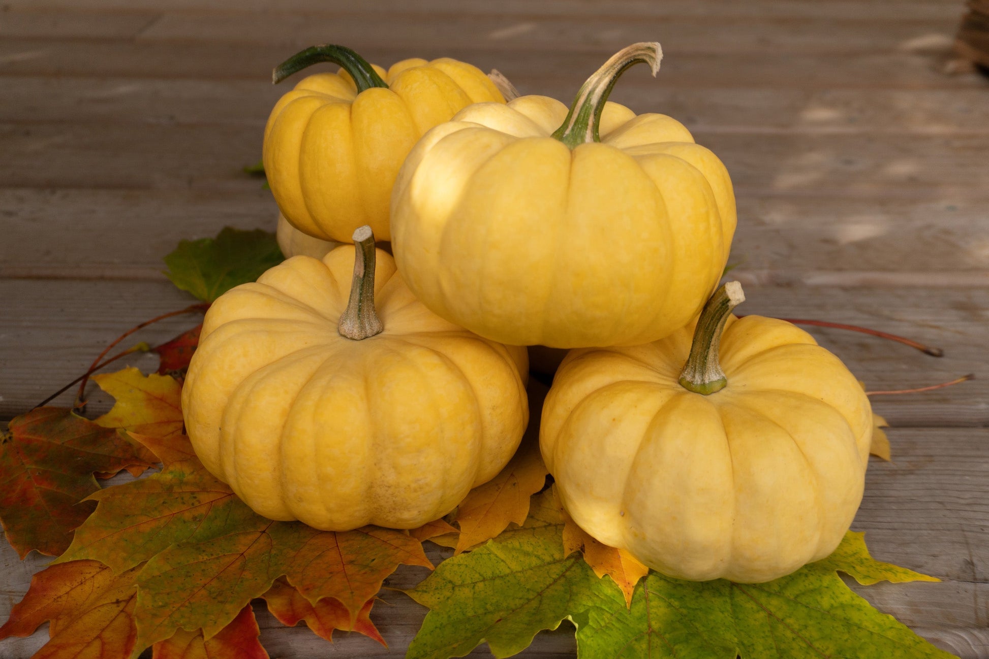 Sunshine Gardening Enthusiasts Mini Pumpkins – Charming Yellow Decorative Fruit For Easy Growth 2