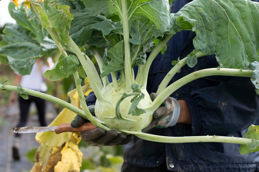 Superschmelz Organic Kohlrabi Seeds – Giant Sweet Crunchy Bulbs for Fall Harvest 0