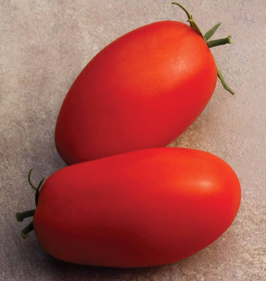 Supremo Tomato Plants – Compact Bush Variety with Early Fruit Set for Flavorful Canning 0