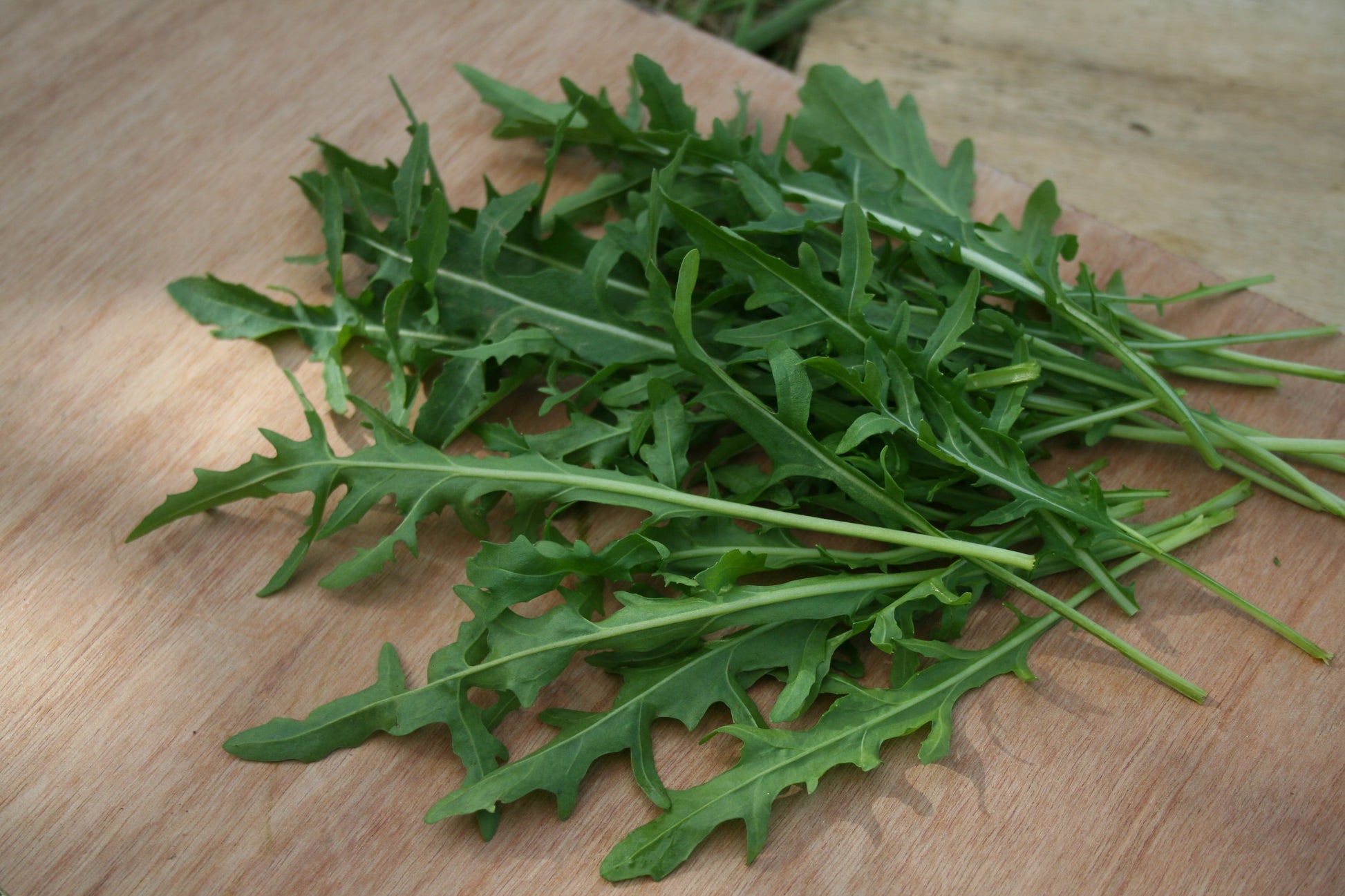 Surrey Salad Lovers Arugula – Fast Growing With Unique Serrated Leaves For Flavorful Salads And Dishes 0