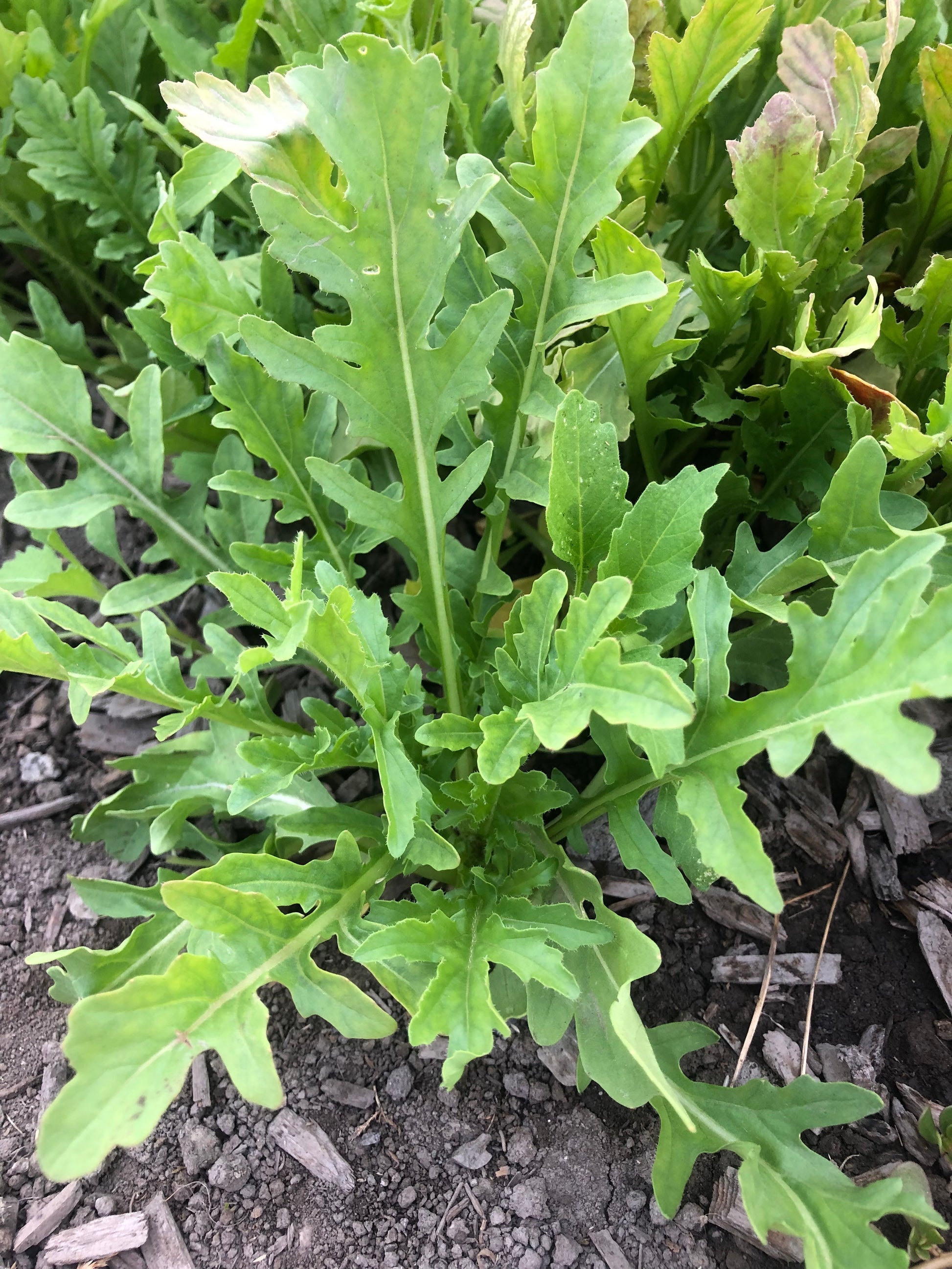 Surrey Salad Lovers Arugula – Fast Growing With Unique Serrated Leaves For Flavorful Salads And Dishes 1