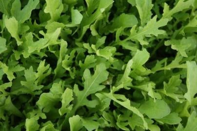 Surrey Salad Lovers Arugula – Fast Growing With Unique Serrated Leaves For Flavorful Salads And Dishes 2