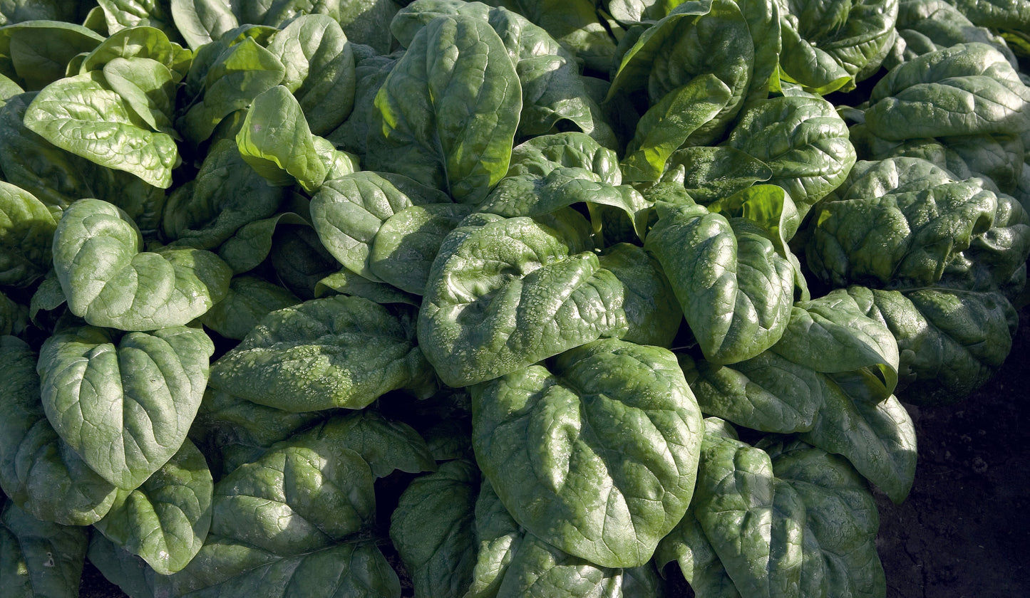 Sustainable Space F1 Organic Spinach – Fast-Growing All-Season Leafy Green For Easy Harvest 0
