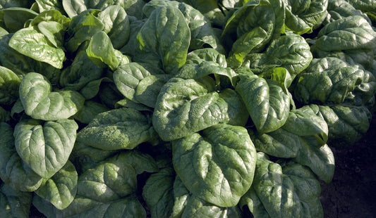 Sustainable Space F1 Organic Spinach – Fast-Growing All-Season Leafy Green For Easy Harvest 0