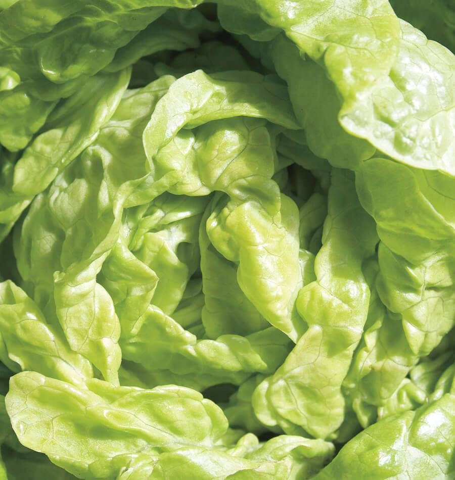 Tango Heirloom Lettuce Seeds – Compact Variety Ideal For Small Spaces And Container Gardening 0