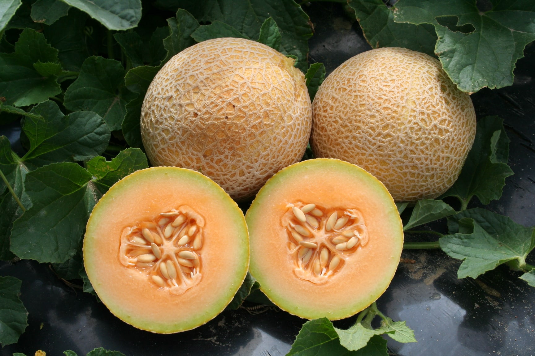 Tasty Bites Personal Size Mini Melon – Sweet Flavor with Extended Harvest for Home Gardeners 0