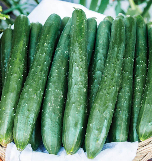 Tasty Emperor F1 Vegetable Seeds – High-Yielding Japanese Cucumber Variety 0