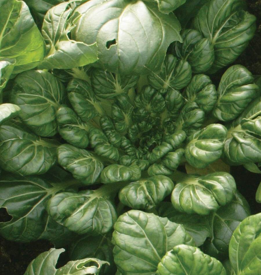Tasty Tah Tsai Organic Seeds – Perfect for Salads and Stir-Fries 0