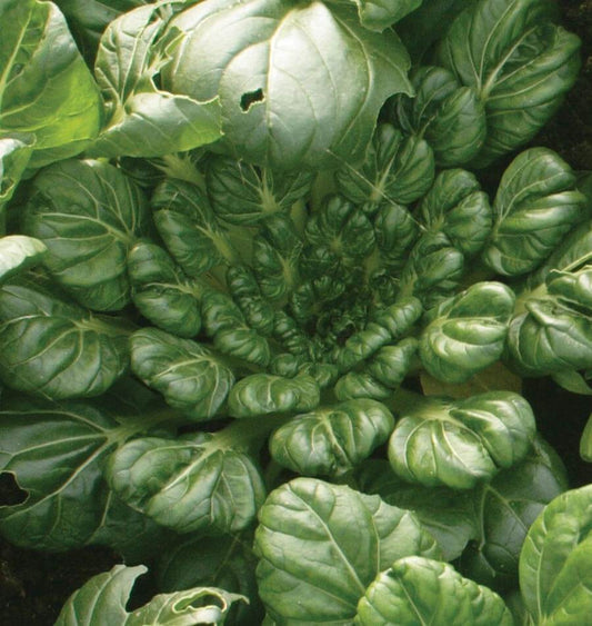 Tasty Tah Tsai Organic Seeds – Perfect for Salads and Stir-Fries 0