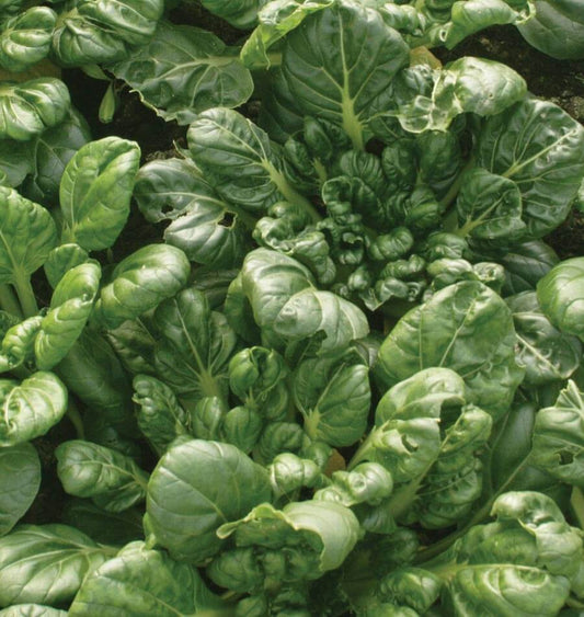 Tasty Tah Tsai Vegetable Seeds – Ideal for Home Gardeners – Nutritious Baby Greens 0