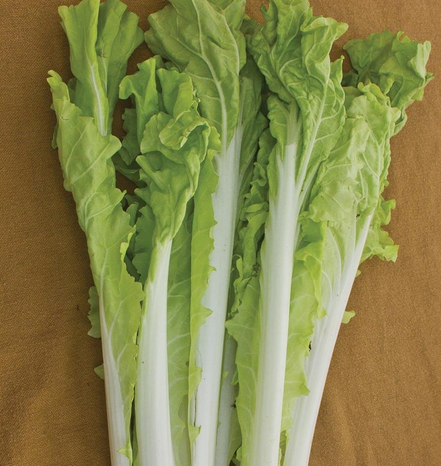 Tasty Taiwan Pac Choi Vegetable Seeds – Easy to Grow for Fresh Harvests 0