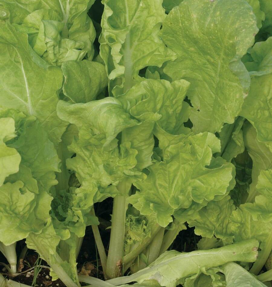 Tasty Taiwan Pac Choi Vegetable Seeds – Easy to Grow for Fresh Harvests 1
