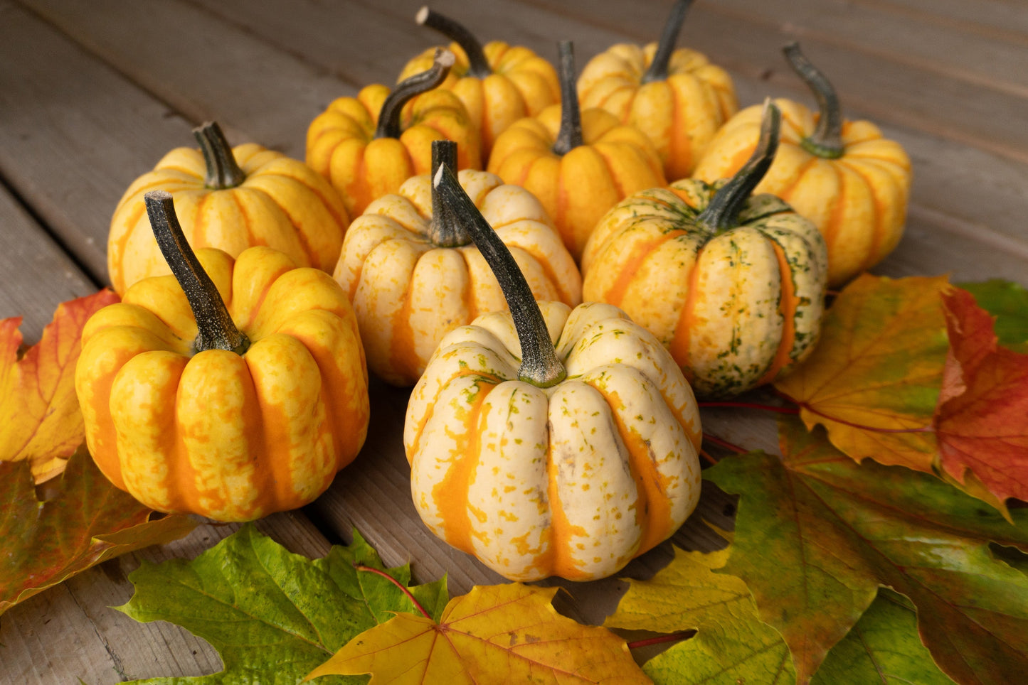 Tasty Thriller F1 Squash – Ornamental Edible Sweet Dumpling Variety for Vibrant Gardens 1