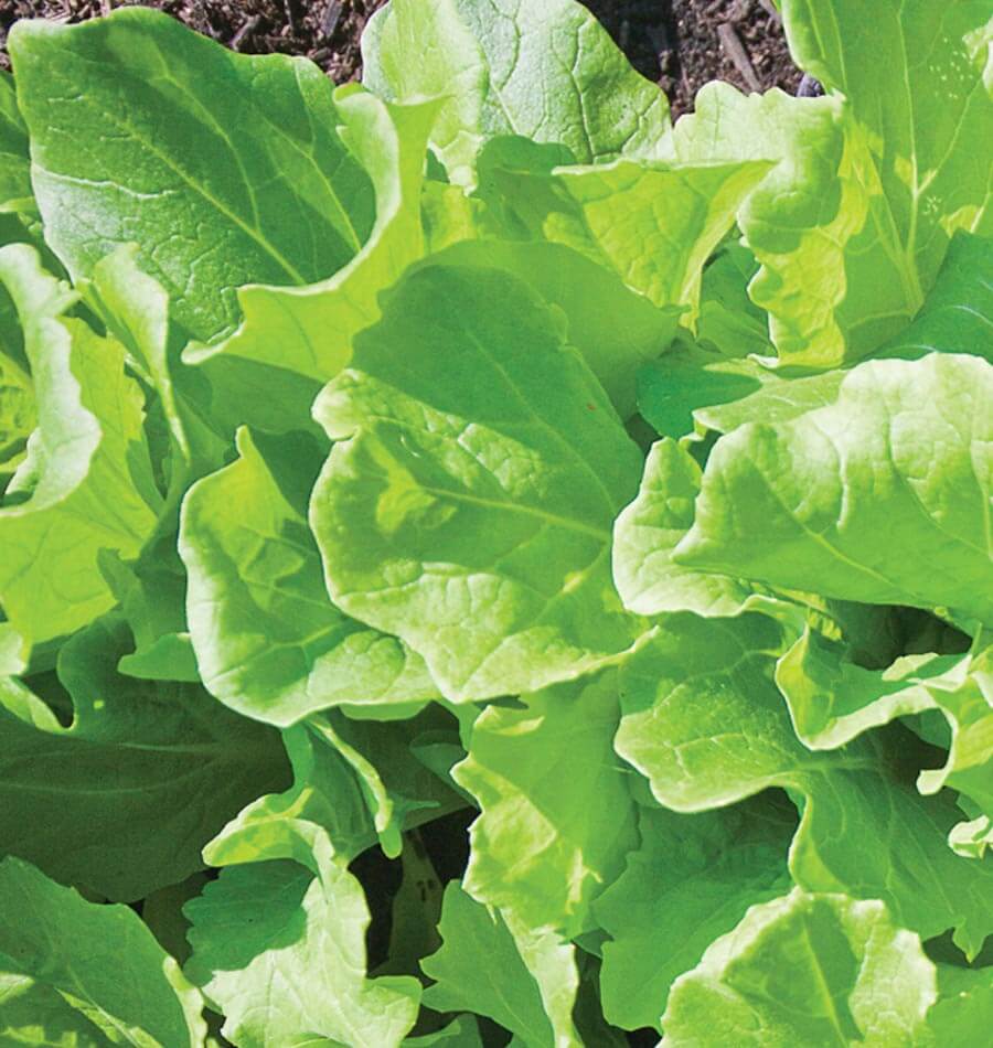 Tasty Tokyo Bekana Mustard Greens – Heirloom Variety For Sweet, Flavorful Salads 1