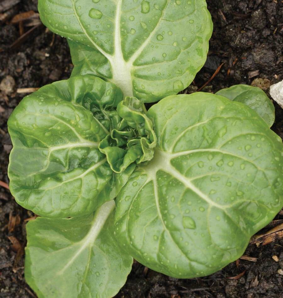 Tasty Toy Choy F1 Vegetable – Miniature Pac Choi for Elegant Dishes 0