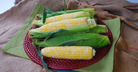 Temptress Vegetable Growers Hybrid Corn – Strong Early Vigour with Flavorful Bicolour Kernels for Fresh Consumption 0