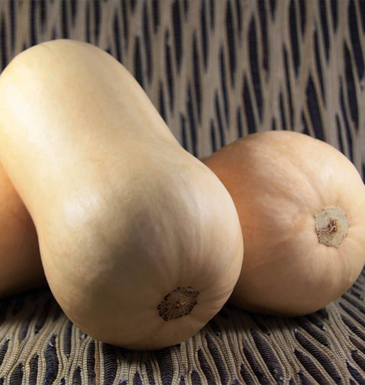 Tiana Organic Butternut Squash Seeds – Early Maturing Variety for Quick, Abundant Harvests 0