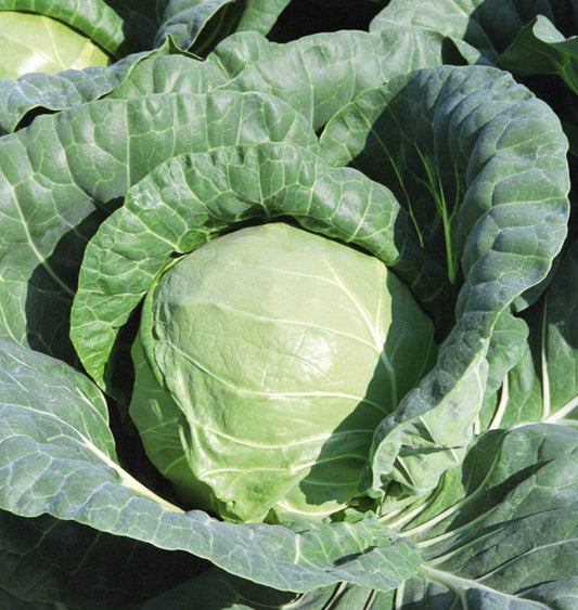 Tiara Organic Cabbage Seeds – Compact Growth for Small Gardens, Excellent Holding Ability Without Splitting 0