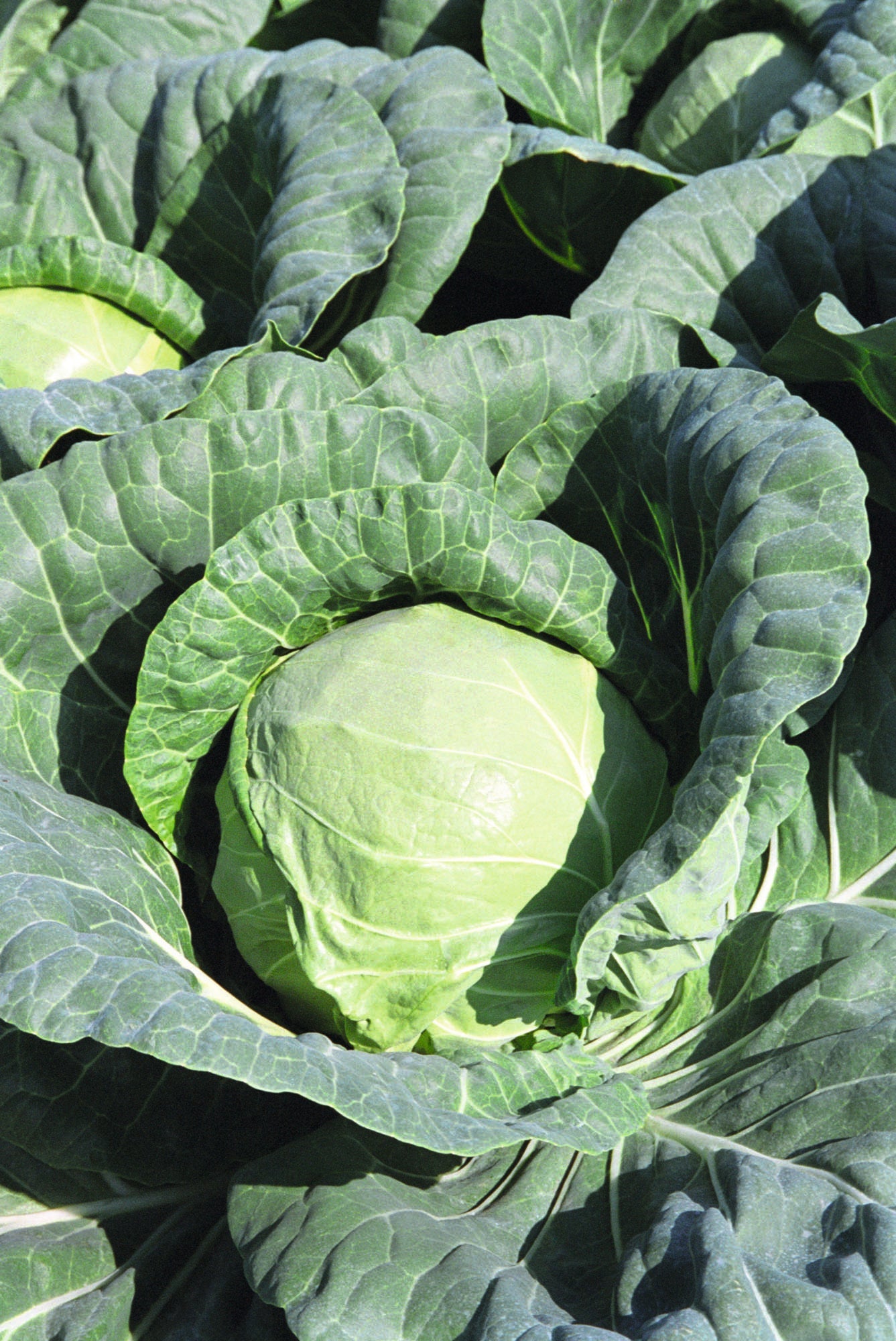 Tiara Organic Cabbage – Compact Growth for Small Gardens with Dense Crunchy Heads 0