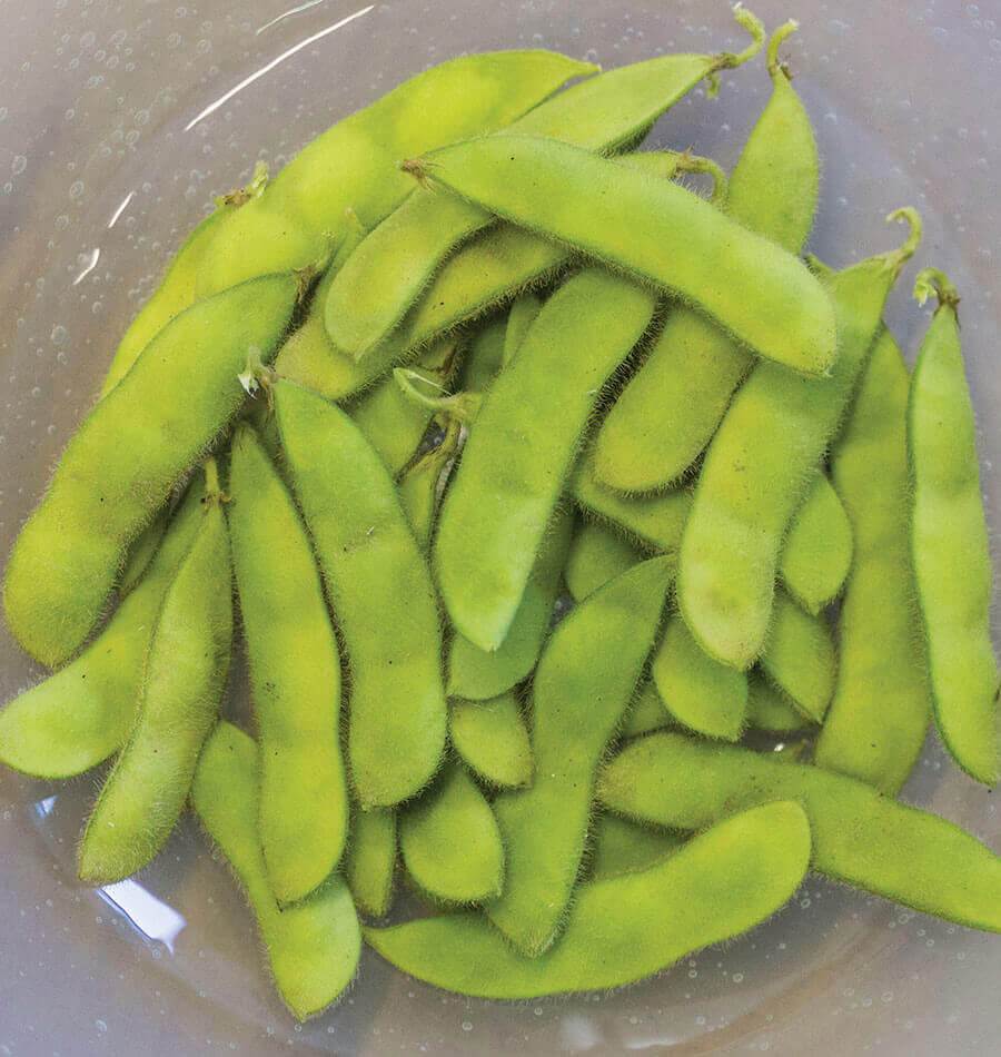 Tohya Early Maturing Soybean Seeds – Compact Growth for Delicious Edamame 0