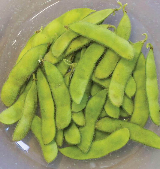 Tohya Early Maturing Soybean Seeds – Compact Growth for Delicious Edamame 0