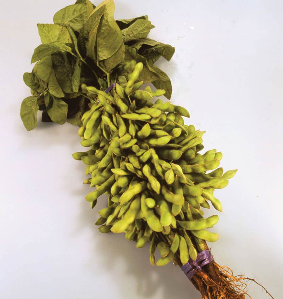 Tohya Early Maturing Soybean Seeds – Compact Growth for Delicious Edamame 1
