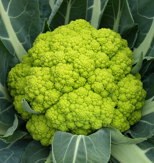 Trevi Gardening Cauliflower Seeds – Unique Hybrid For Vibrant Lime Green Heads And Long-Lasting Autumn Harvest 0